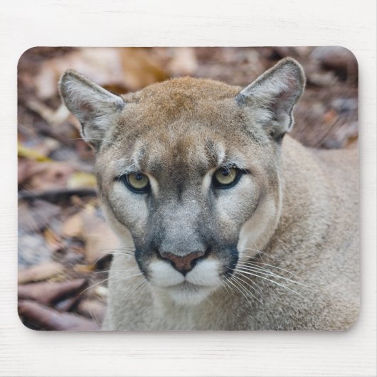Cougar, berlion, Florida panther, Puma Muismat (Voorkant)