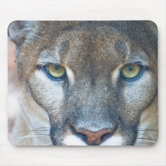 Cougar, berlion, Florida panther, Puma Muismat (Voorkant)