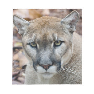 Cougar, berlion, Florida panther, Puma Notitieblok