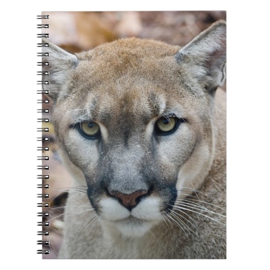Cougar, berlion, Florida panther, Puma Notitieboek (Voorkant)
