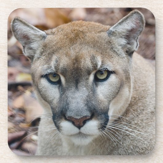 Cougar, berlion, Florida panther, Puma Onderzetter (Voorkant)
