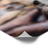 Cougar, berlion, Florida panther, Puma Poster (Hoek)