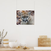 Cougar, berlion, Florida panther, Puma Poster (Keuken)