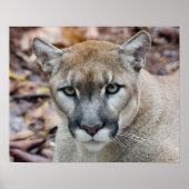 Cougar, berlion, Florida panther, Puma Poster (Voorkant)