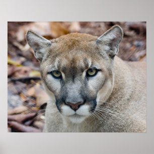 Cougar, berlion, Florida panther, Puma Poster