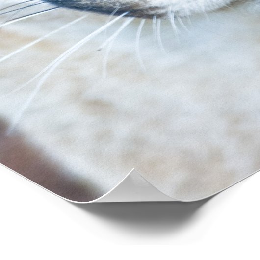 Cougar, berlion, Florida panther, Puma Poster (Hoek)