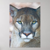 Cougar, berlion, Florida panther, Puma Poster (Voorkant)