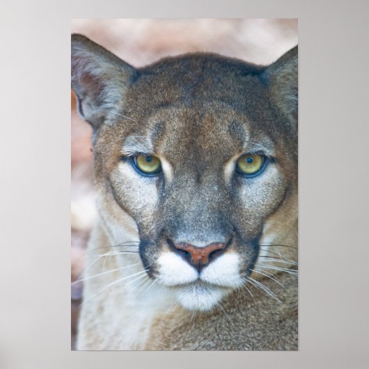 Cougar, berlion, Florida panther, Puma Poster (Voorkant)