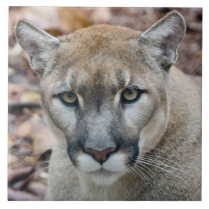 Cougar, berlion, Florida panther, Puma Tegeltje