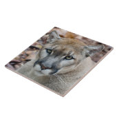 Cougar, berlion, Florida panther, Puma Tegeltje (Zijkant)