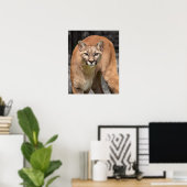 Cougar Black White en Color Photo Mountain Lion Poster (Thuiskantoor)
