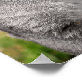 Cougar Black White en Color Photo Mountain Lion Poster (Hoek)