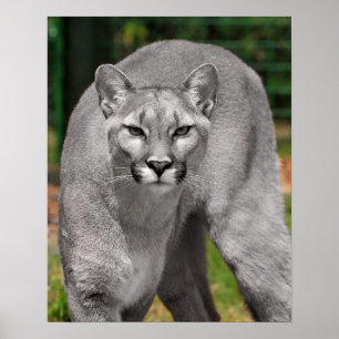 Cougar Black White en Color Photo Mountain Lion Poster