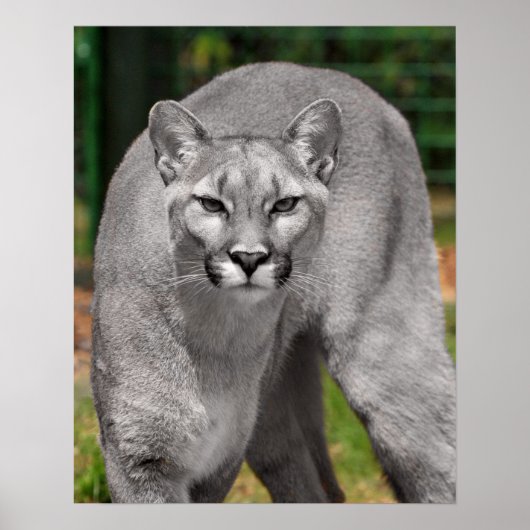 Cougar Black White en Color Photo Mountain Lion Poster (Voorkant)