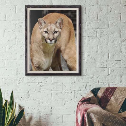 Cougar Black White en Color Photo Mountain Lion Poster