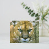 Cougar Briefkaart (Staand voorkant)