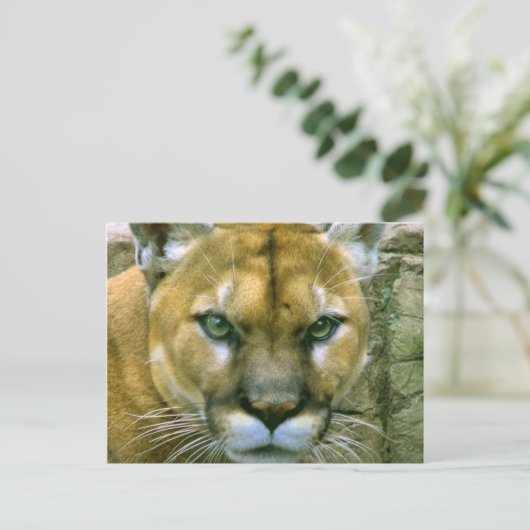 Cougar Briefkaart (Staand voorkant)