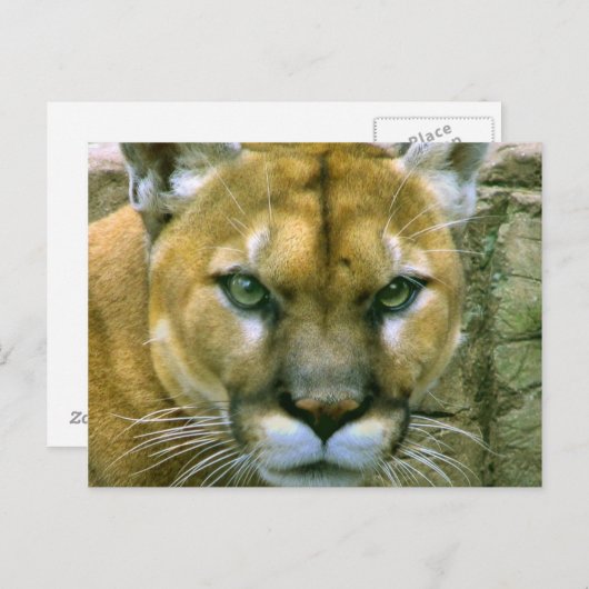 Cougar Briefkaart (Voorkant / Achterkant)