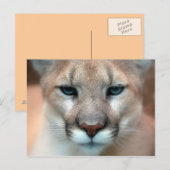 Cougar Briefkaart (Voorkant / Achterkant)