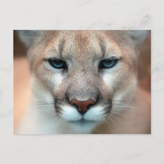 Cougar Briefkaart (Voorkant)