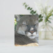 Cougar Briefkaart (Staand voorkant)