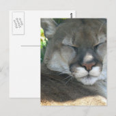 Cougar Briefkaart (Voorkant / Achterkant)