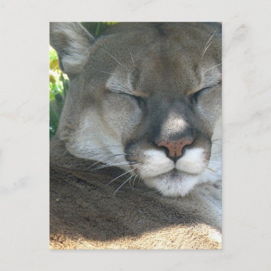 Cougar Briefkaart (Voorkant)