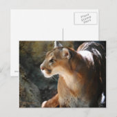 Cougar Briefkaart (Voorkant / Achterkant)
