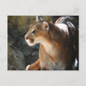 Cougar Briefkaart (Voorkant)