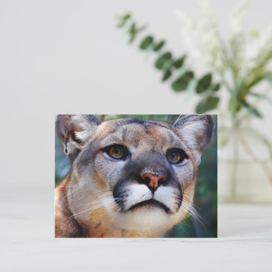 Cougar Briefkaart (Staand voorkant)