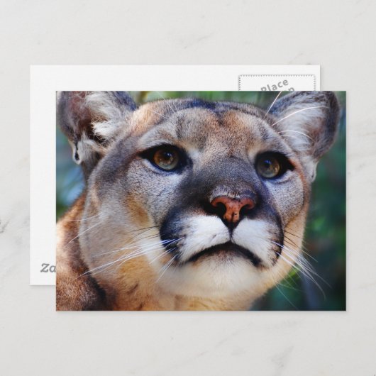 Cougar Briefkaart (Voorkant / Achterkant)