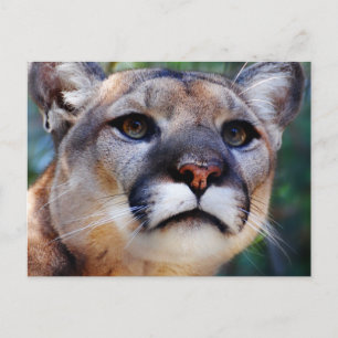 Cougar Briefkaart