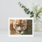 cougar briefkaart (Staand voorkant)