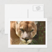 cougar briefkaart (Voorkant / Achterkant)