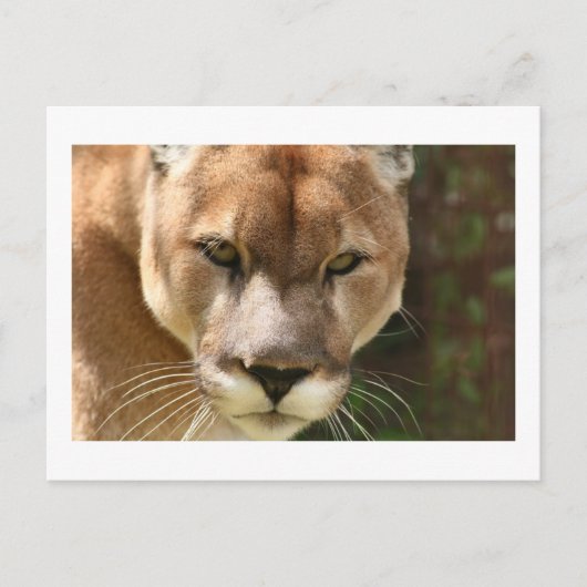 cougar briefkaart (Voorkant)