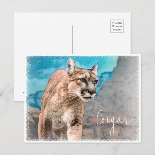 Cougar Briefkaart (Voorkant / Achterkant)