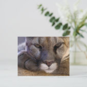 Cougar Briefkaart (Staand voorkant)