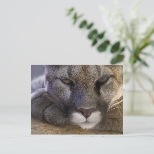 Cougar Briefkaart (Staand voorkant)