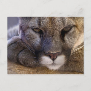 Cougar Briefkaart