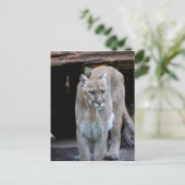 Cougar Briefkaart (Staand voorkant)