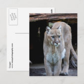 Cougar Briefkaart (Voorkant / Achterkant)