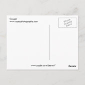 Cougar Briefkaart (Achterkant)