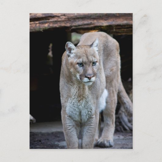 Cougar Briefkaart (Voorkant)