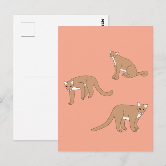 Cougar Briefkaart (Voorkant / Achterkant)