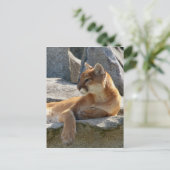 Cougar-Briefkaart Briefkaart (Staand voorkant)