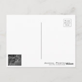 Cougar [Briefkaart] Briefkaart (Achterkant)