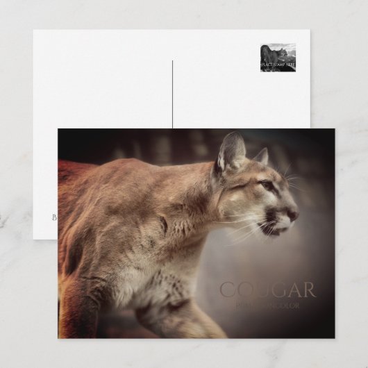 Cougar:Briefkaart Briefkaart (Voorkant / Achterkant)