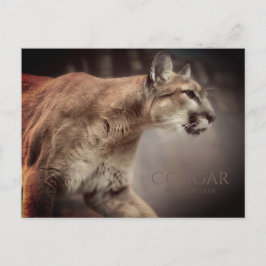 Cougar:Briefkaart Briefkaart