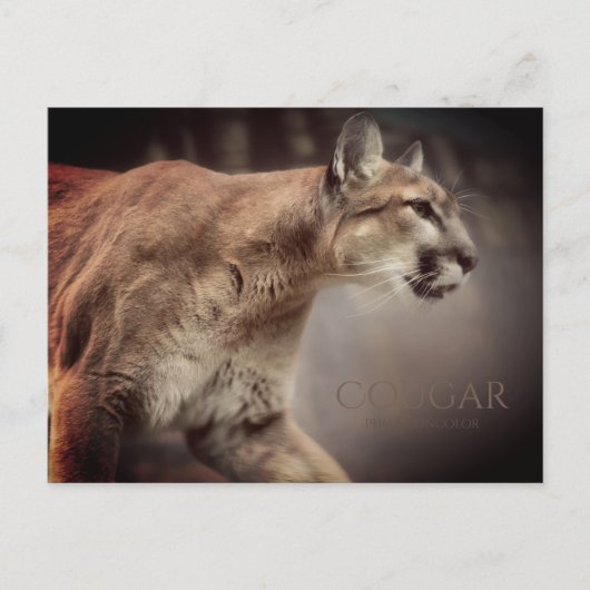 Cougar:Briefkaart Briefkaart (Voorkant)