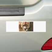 cougar bumpersticker (Op auto)